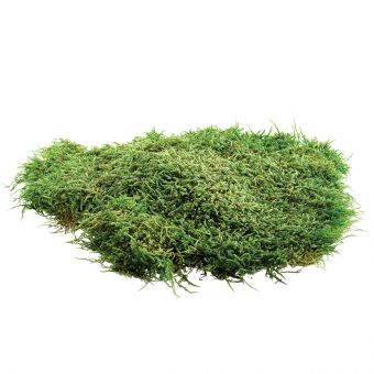 Natural Flat Moss