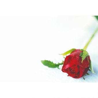 Red Rosebud (60-00022-GROUP)