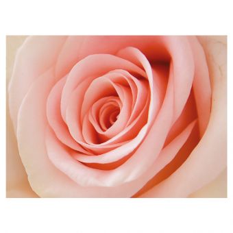 Pink Rose (60-00147-GROUP)