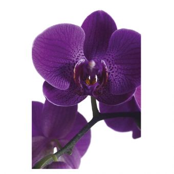 Purple Orchid (60-00155-GROUP)