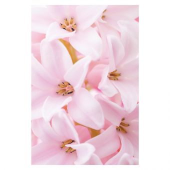 Pink Hyacinth (60-00190-GROUP)