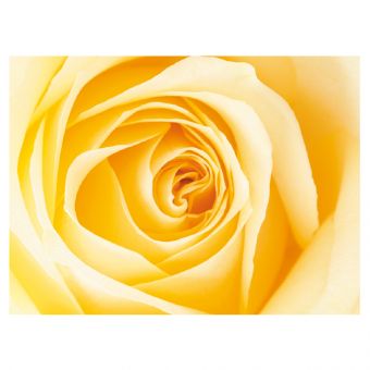 Cream Rose (60-00195-GROUP)