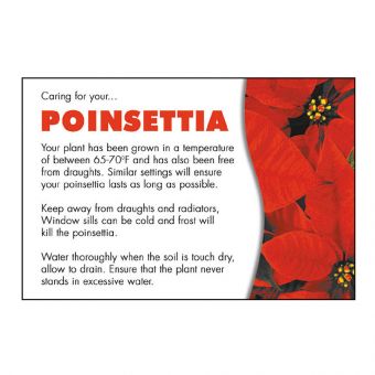 Poinsettia (60-00255-GROUP)