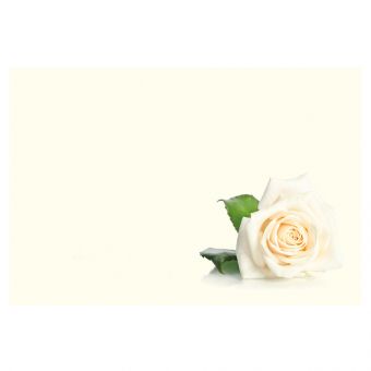 Single White Rose (60-00909-GROUP)