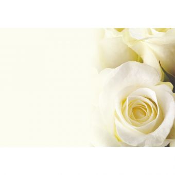 Rose Cream (60-69987-GROUP)
