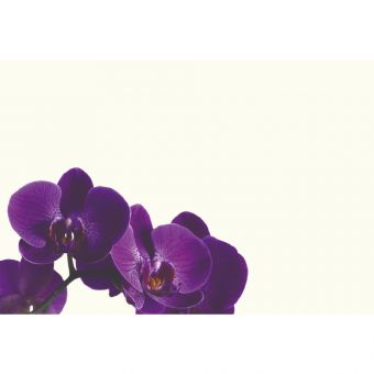 Orchid Purple (60-70010-GROUP)